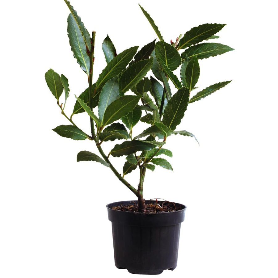 Sweet Bay Leaf Plant, Bay Laurel Tree Live Plant, Laurus Nobilis, Container Garden Herb Plant, 8 to 10 Inc