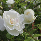 Climbing Rose Bushes Ready to Plant, Well-Rooted, Hardy Roses Tree 5 to 10 Inc Tall, Fragrant, Outdoor Planting (Red)