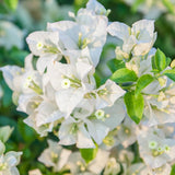2 Bougainvillea Plants Live, Perennial Bougainvillea Flowers Vine, Outdoor Garden Planting 5-9 Inches