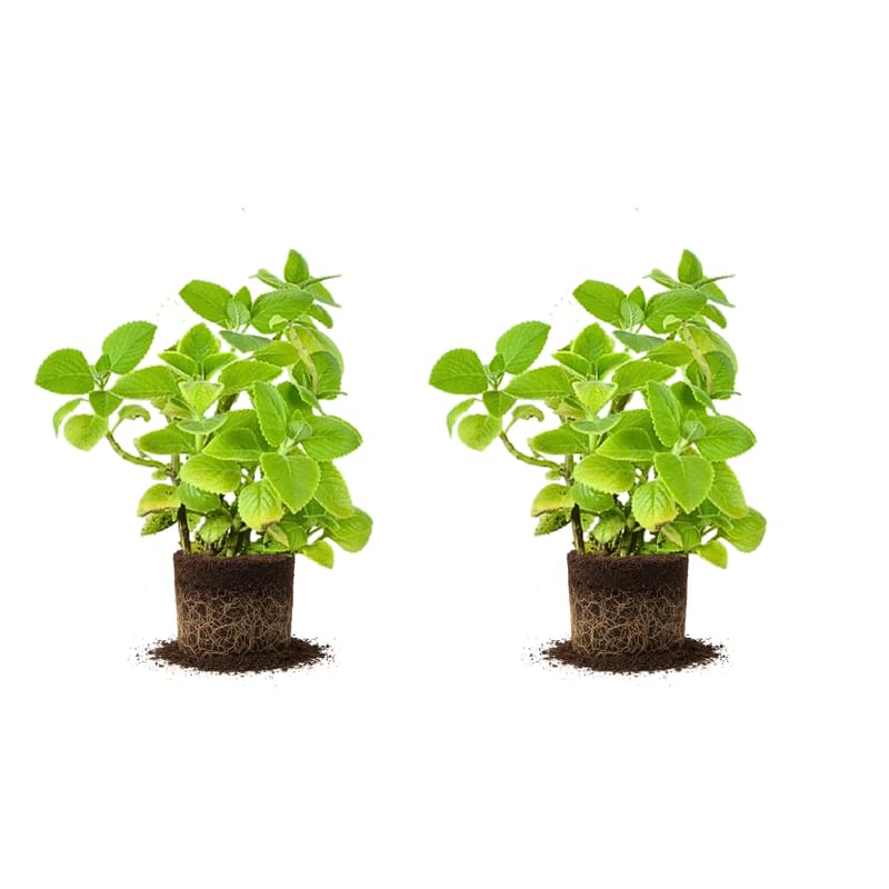 2 Live Cuban Oregano Plant, Oregano Plants Live, Spanish Thyme Vegetable Plants, 3-5 Inch Tall for Outdoor or Indoor Garden