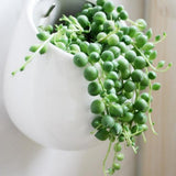 String Plant Live 4 Inch Pot, Rare Succulents Plants in Hanging Baskets, Trailing Succulent Houseplant for Home Office (String of Pearls)
