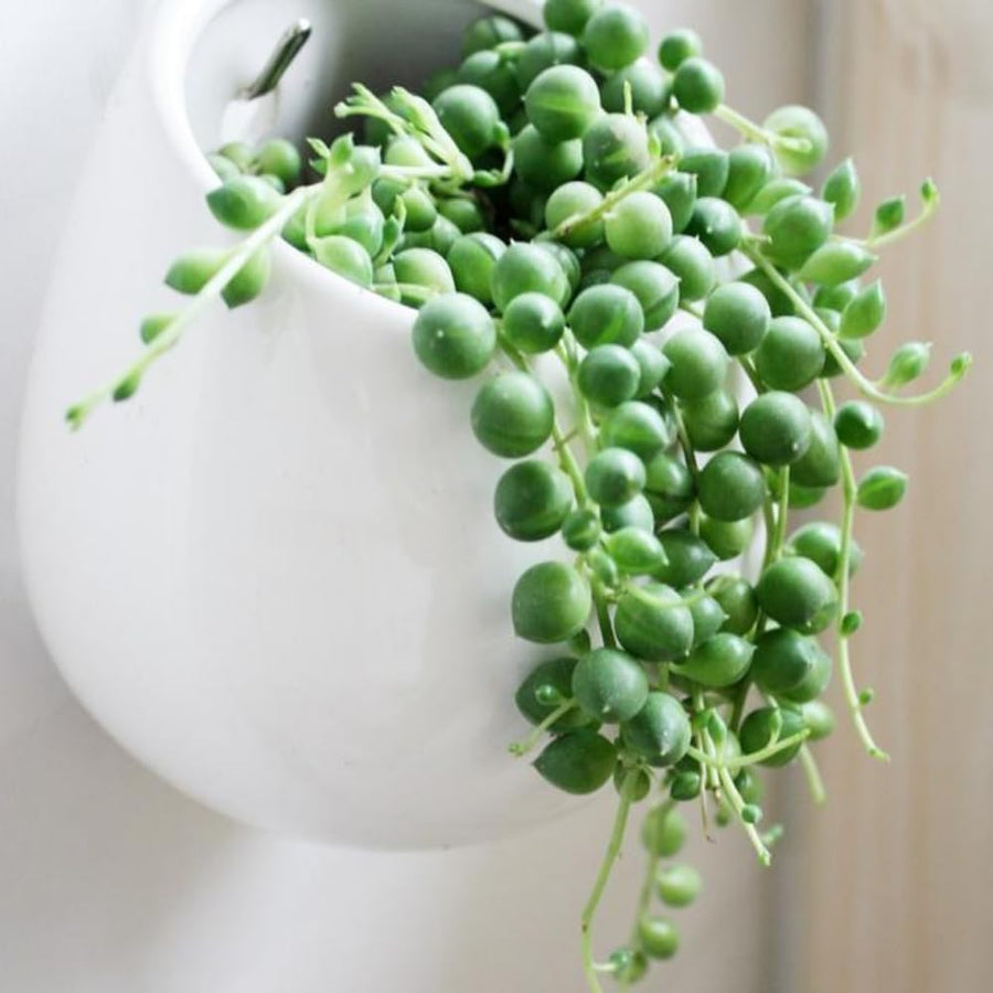 String Plant Live 4 Inch Pot, Rare Succulents Plants in Hanging Baskets, Trailing Succulent Houseplant for Home Office (String of Pearls)
