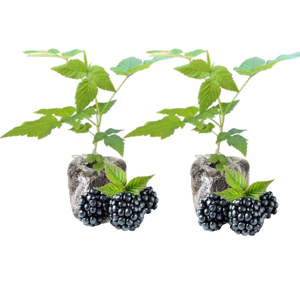 Set 2 Thornless BlackBerry Bushes Live Plants, Edible Blackberries Fruit Tree, 4-8 Inch, Outdoor and Container Growing - Navaho