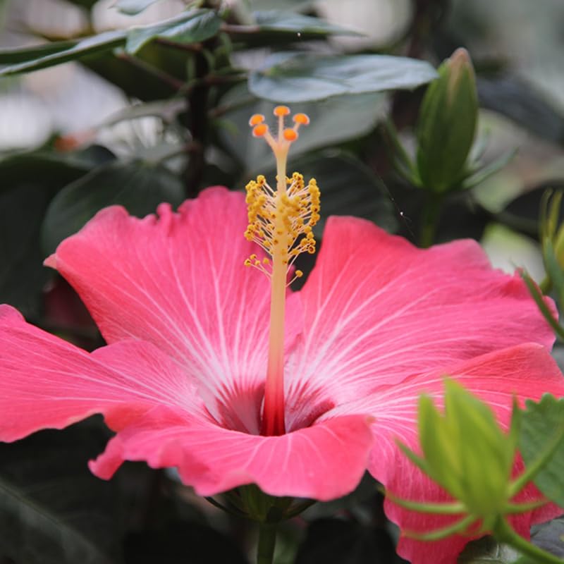 Pink Hibiscus Plant Live, Hardy Hibiscus Flowers Colorful Blooms for Outdoor Landscapes, 8-10 Inch Height, Hibiscus Shrubs, No Pot, Well-Rooted