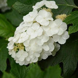 White Hydrangea Plant, 5 to 7 Inch Tall Hydrangea Plants Live, Without Pot, Change Color Flowers Hydrangeas Bush Plant Outdoor Shade Garden, Colorful Flowers