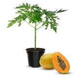Dwarf Papaya Plant Live, 10-12" Tall Tropical Fruit Tree in Half-Gallon Pot, Fast Growing for Container or Garden