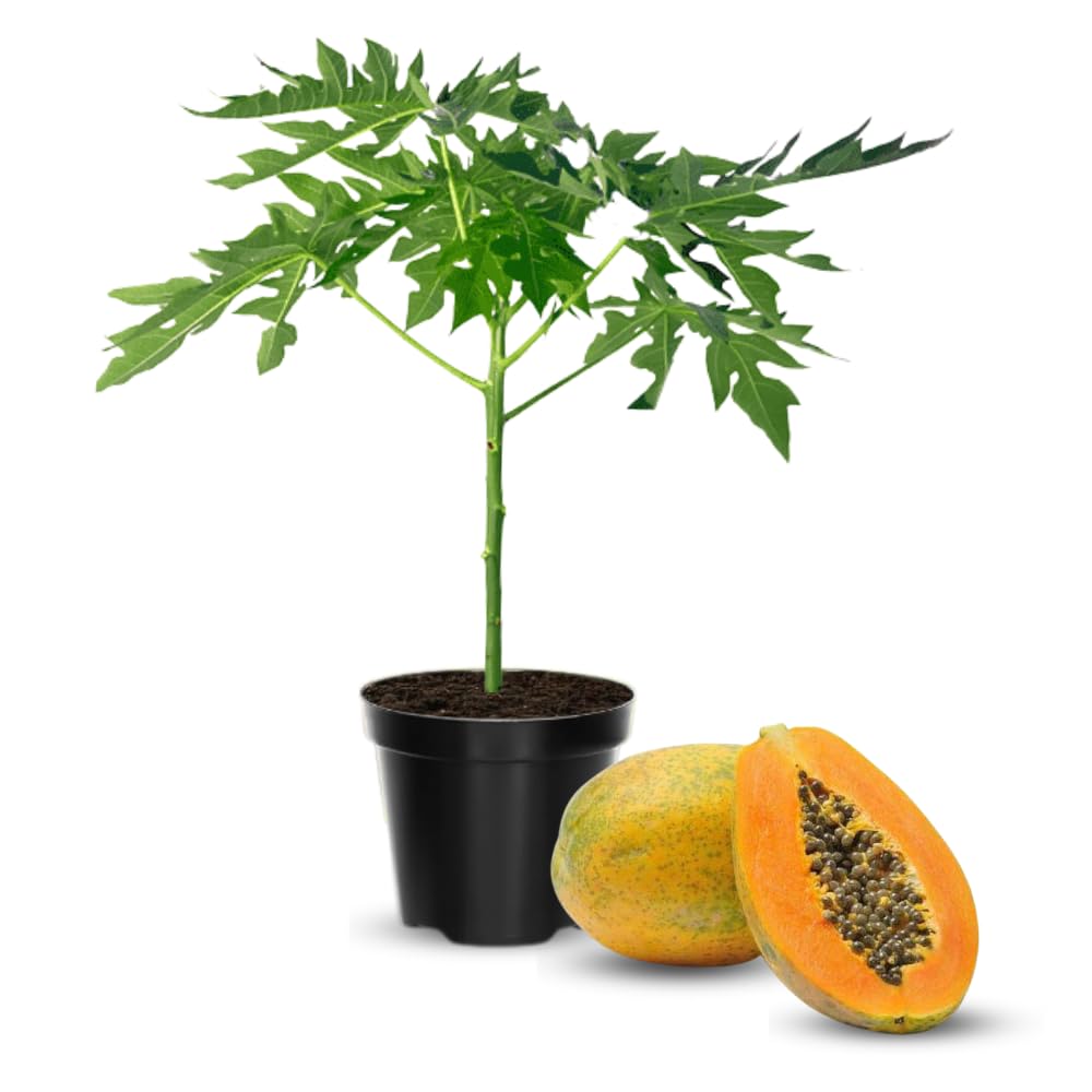 Dwarf Papaya Plant Live, 10-12" Tall Tropical Fruit Tree in Half-Gallon Pot, Fast Growing for Container or Garden