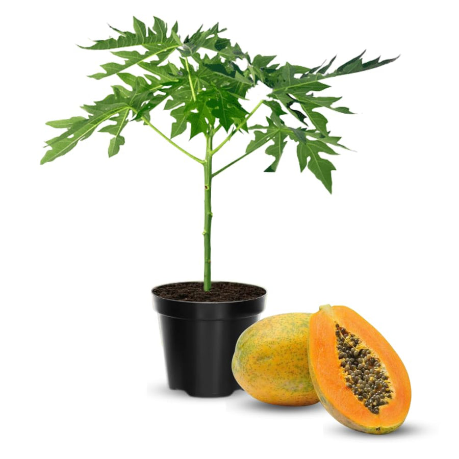 Dwarf Papaya Plant Live, 10-12" Tall Tropical Fruit Tree in Half-Gallon Pot, Fast Growing for Container or Garden