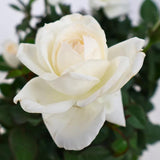 White Mini Rose Plant Live, Miniature Rose Bush in 3" Pot, Indoor Outdoor Flowering Plant, Compact Live Rose for Gifts and Gardens