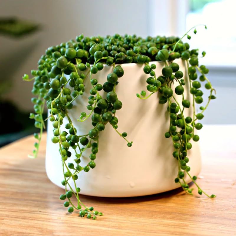 String of Pearls Plant Live, Trailing Succulent Vine, Indoor Hanging Houseplant, 4 Inch Pot