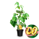 2 Pawpaw Trees Live Plants, Paw Paw Asimina Triloba, Well Rooted Plant Live, 7 to 16 Inc Tall, Mango Papaya Like