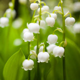 10 Lily of the Valley Bulbs for Planting, Lily of the Valley Roots Gardening