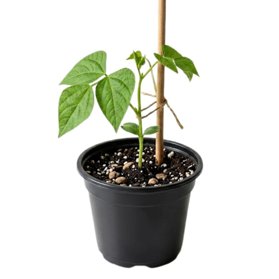 Live Green Beans Plant for Planting, 4 to 6 Inches Tall, Green Bean Vegetable Plant, Ready to Grow Vegetable Plant for Raised Beds and Containers