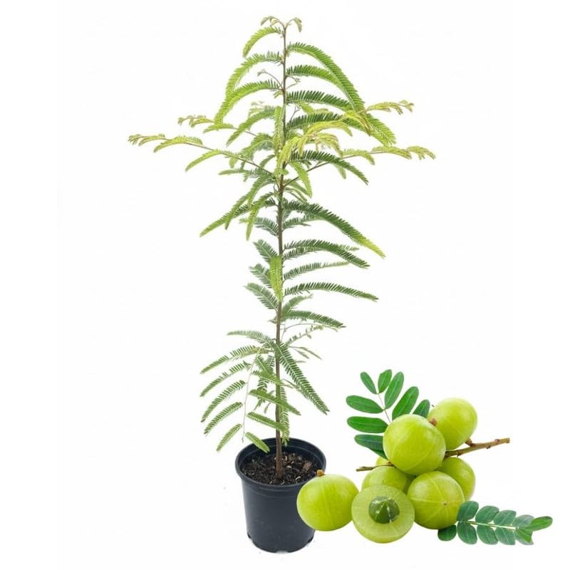 Sweet Gooseberry Live Plant 3 Feet Tree, Gooseberry Tropical Fruit Tree for Planting, Ready to Grow