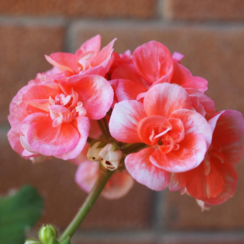 4 Salmon Geranium Plants Live, 5 to 6 Inches Tall, Geranium Flower Plants Indoor Outdoor, Geranium Plant