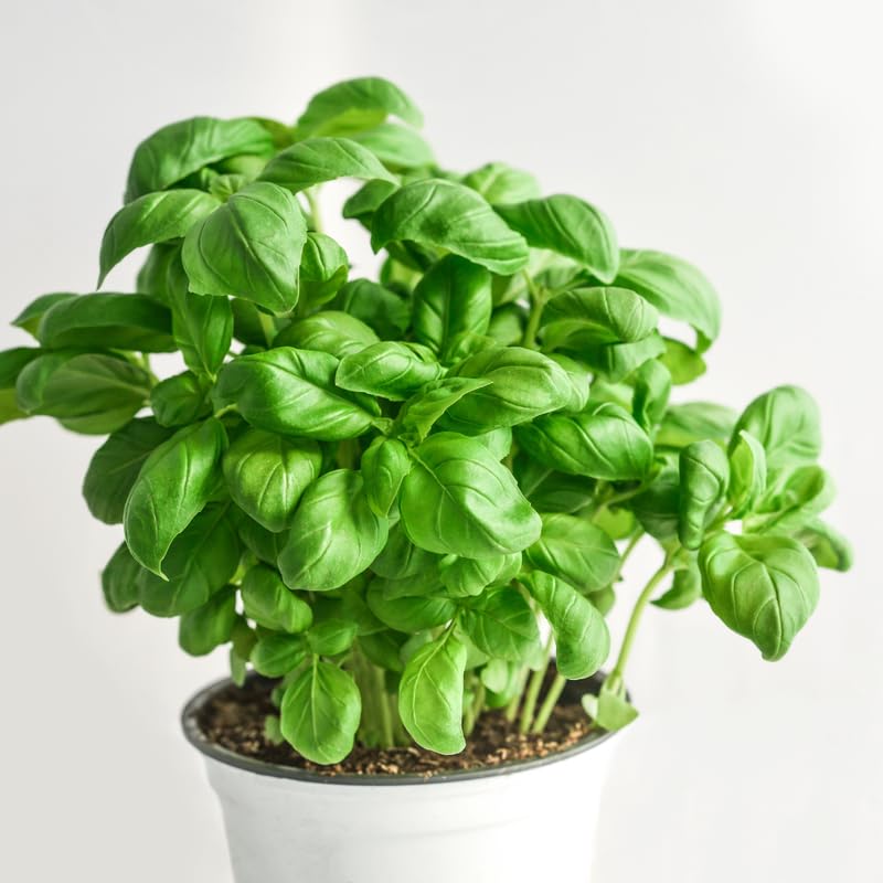 Set 9 Holy Basil Plants Live, Tulsi Basil Perennial Herb, 3-5 Inch Tall Live Herb Plants for Indoor or Outdoor Growing