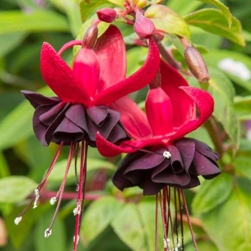 Black Fuchsia Plant Live, Hanging Basket Flower, 4-9" Tall, Hardy Fuchsia Vine for Shade Gardens, USDA Zones 8-11