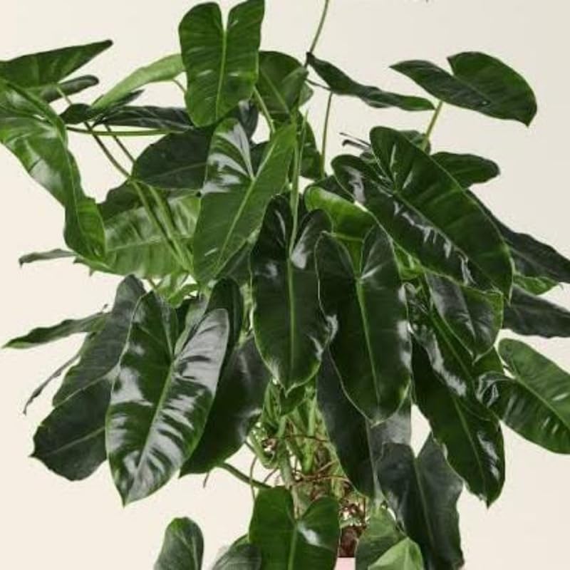2 Rare Philodendron Live Plants Varieties Collection, Philodendrons Plants Size 5-9 Inc for Indoor Houseplant Décor, Ornamental Tropical Well-Rooted (Vining Philodendron Plants)