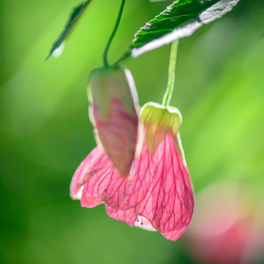 2 Abutilon Plants 5-9 Inches Tall - Lantern Trees Perfect for Enhancing Your Indoor and Outdoor Garden - Trailing Hanging Flower Vine (Pink Abutilon)