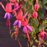 Autumn Fuchsia Plant Live in 5-Inch Pot, Hanging Basket Flower, Hardy Fuchsia Vine for Shade Gardens, USDA Zones 8-11