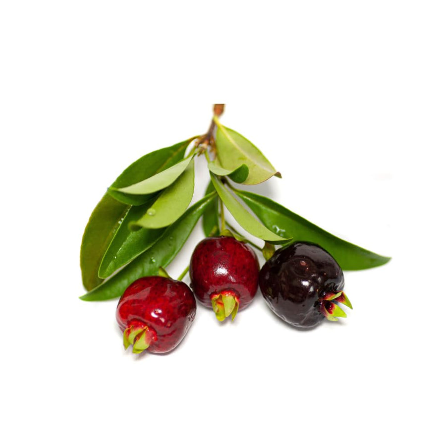 Cherry Grande Live Plant in Half Gallon Pot, 8-12 Inches Tall, Tropical Fruit Bearing Shrub for Outdoor Garden and Home Orchard