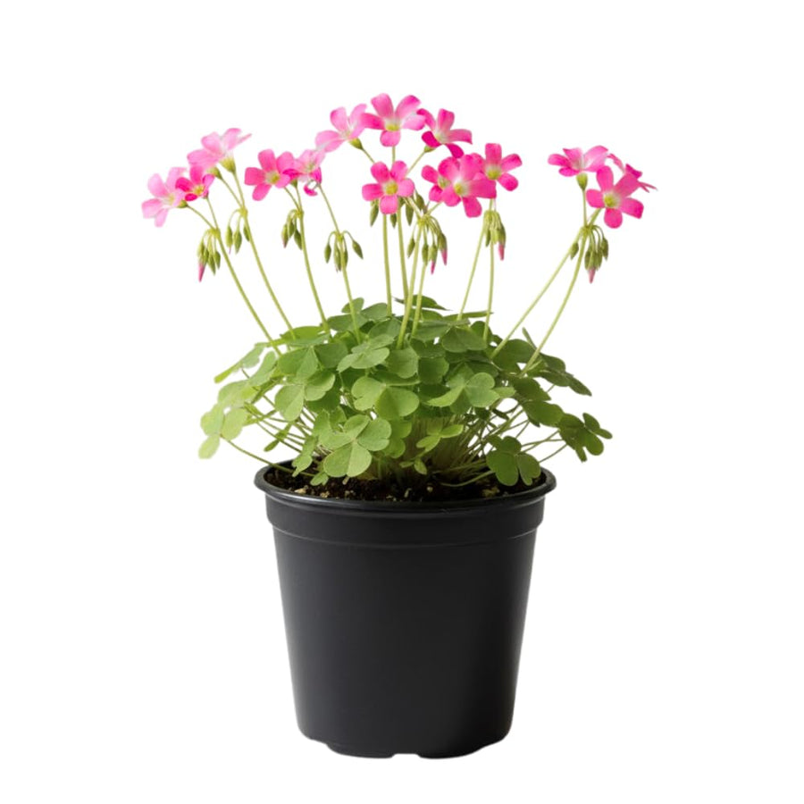Pink Oxalis Flower Plant in 4'' Pot, 4-8'' Tall, Shamrock Flowers Plants, Perennial Flower Plants for Indoor and Outdoor Garden