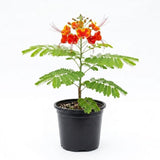 Red Mexican Bird of Paradise Plant Live, 5-6'' Tall, Red Pride of Barbados Tree, Bird of Paradise for Outdoor Planting, Well-Rooted