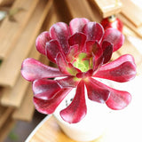 Rare Aeonium Plant Live Succulent in 4" Pot, Rosette Succulent Live Plant for Indoor Outdoor Growing