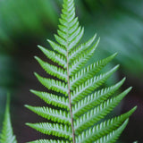 10 Fern Live Plants, Live Fern Plants, Lady Ferns Bare Roots, Fern Plant, Fern Starter Plant for Growing Indoor