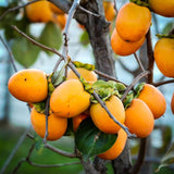 Persimmon Trees Live Plants Dormant, 1 Year Old Well Rooted Seedling 6-13" Tall, Sweet Fruit American Persimmon for Outdoor Planting