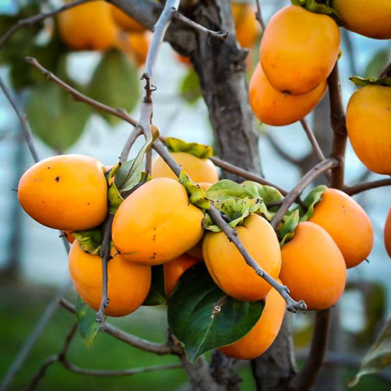 Persimmon Trees Live Plants Dormant, 1 Year Old Well Rooted Seedling 6-13" Tall, Sweet Fruit American Persimmon for Outdoor Planting