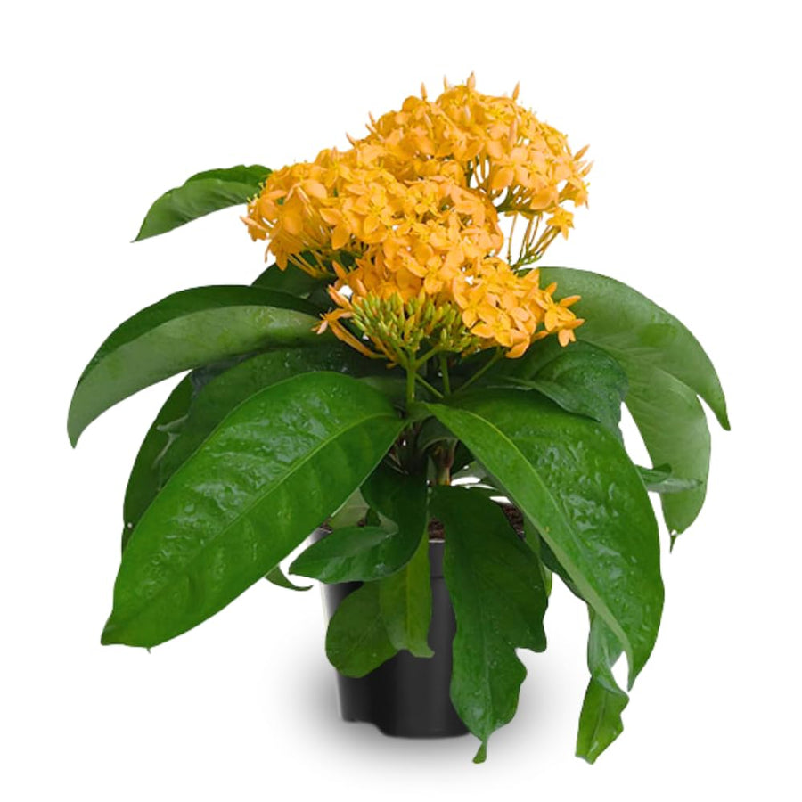 2 Dwaft Ixora Plants Live, Flowers Plants, Live Ixora Plant from 4 Inc Tall Well Rooted (Yellow)