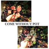3 Coral Bells Heuchera Perenial Live Plants, Orange Red Seasonal Leaves Color Change, Well-Rooted 5-9 Inc Tall, No Pot