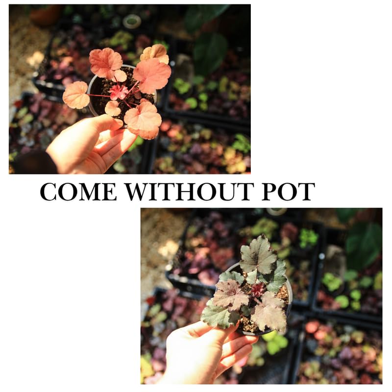 3 Coral Bells Heuchera Perenial Live Plants, Orange Red Seasonal Leaves Color Change, Well-Rooted 5-9 Inc Tall, No Pot
