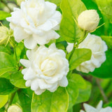 Set 2 Duke of Tuscany Jasmine Plants Live, Jasmine Starter Plugs 3-5 Inches, Fragrant Jasmines Trailing Vine for Garden or Container