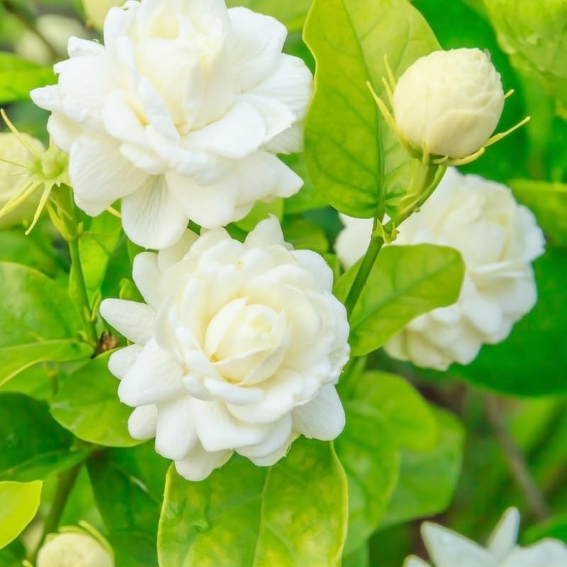 Set 2 Duke of Tuscany Jasmine Plants Live, Jasmine Starter Plugs 3-5 Inches, Fragrant Jasmines Trailing Vine for Garden or Container