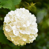 Snowball Viburnum Plant Live in 4'' Potted, Viburnum Live Plant Shrub Gardening, 4 to 5'' Tall, White Flower