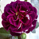 Climbing Bush Roses for Garden, Fragrant and Hardy Rose Plants for Outdoor Planting, No Pot, 5 to 9 Inc Tall Starter Plant Well-Rooted, Purple Red Stripes Blooms