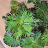Combo 4 Begonias Houseplant Live Indoor, Green Begonia Maculata Live Plant, Begonias Live Plants Outdoor, 4 to 8 Inc Tall