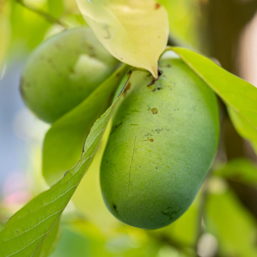 2 Pawpaw Trees Live Plants, Paw Paw Asimina Triloba, Well Rooted Plant Live, 7 to 16 Inc Tall, Mango Papaya Like