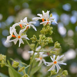 Night Blooming Jasmine Plant Live, Cestrum Nocturnum Jasmine Vine, Fragrant Jasmines Flowering Plant 4-9'' Tall