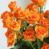 Orange Mini Rose Plant Live, Miniature Rose Bush in 3" Pot, Indoor Outdoor Flowering Plant, Compact Live Rose for Gifts and Gardens