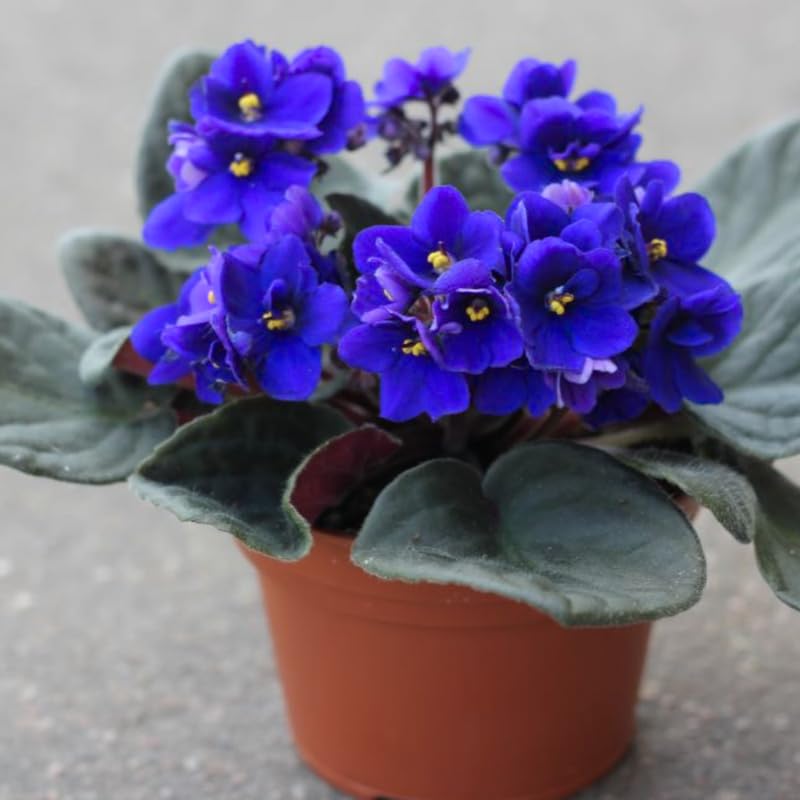 Blue African Violets Live Plants House Plants in 4" Pot, Vibrant Blooms for Indoor Décor, Home or Office, Easy to Grow