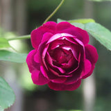 Climbing Bush Roses for Garden, Fragrant and Hardy Rose Plants for Outdoor Planting, No Pot, 5 to 9 Inc Tall Starter Plant Well-Rooted, Hot Pink Blooms