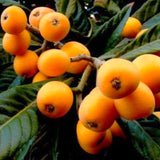 Loquat Tree Live Plant, Grafted Loquat Tree, 5 to 8'' in Height, Tropical Fruit Plant Garden