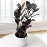 Black ZZ Plant, Live Indoor Houseplant, 3 Inch Pot Black Foliage Plant for Home Garden, Office