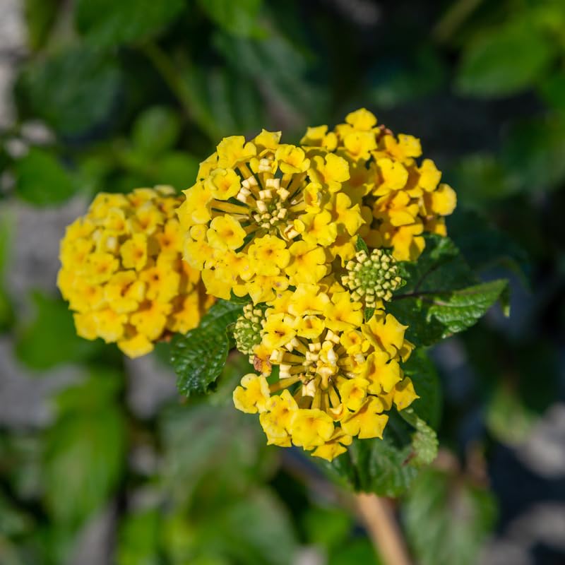 2 Lantana Plants Live, Perennial Live Flowering Lantana, Container Growing 4-9 Inch Tall - Yellow