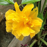 Hibiscus Live Plant, Hardy Hibiscus Flower Plant, Hibiscus Flowering Shrub 5-8 Inch Tall (Double Yellow Blooms)