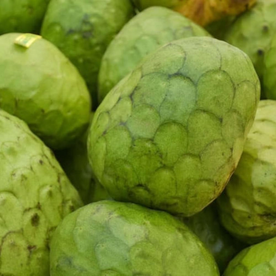 Cherimoya Tree Live Plant, Large Cherimoya Plant for Outdoor Planting, Sweet Fruit Tree, Ready to Bear Fruit, 4-6 Inches Tall