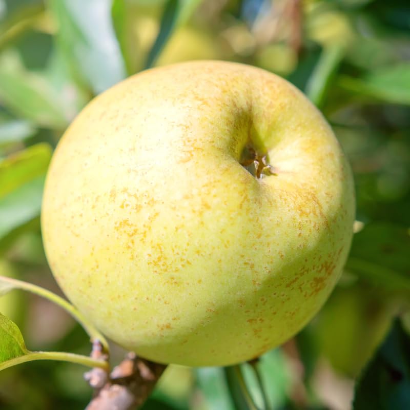 Yellow Apple Tree Live Plant, 2 Feet Tall, Sweet Apple Plant Live for Planting, Live Apple Tree Plant, Golden Apple Fruit Tree, Bareroot